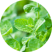 Radiant Cell UV Protective Series - Peppermint Extract
