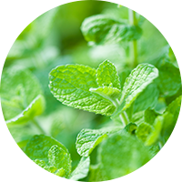 Radiant Cell UV Protective Series - Peppermint Extract