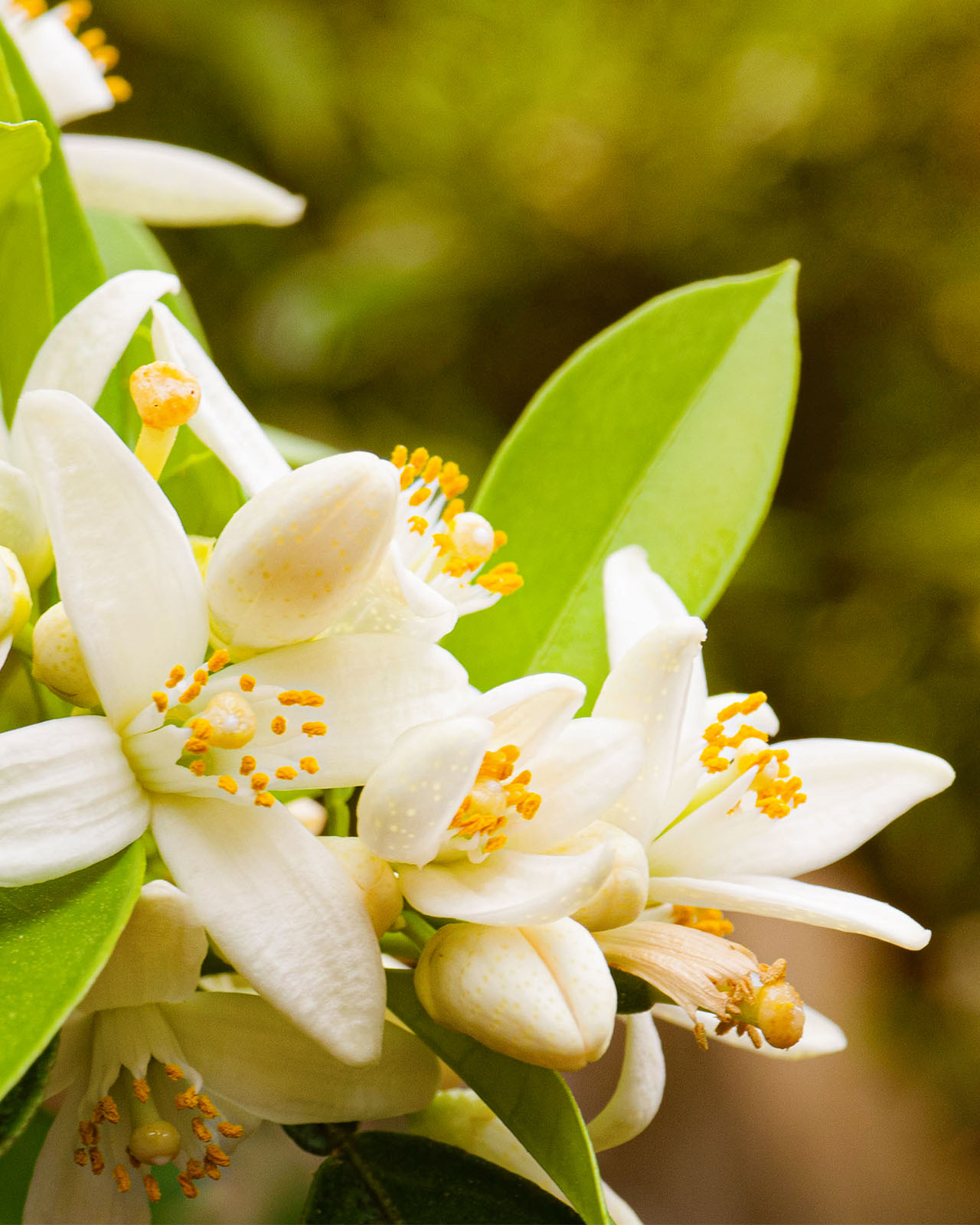 Photo of blooming white neroli flowers.