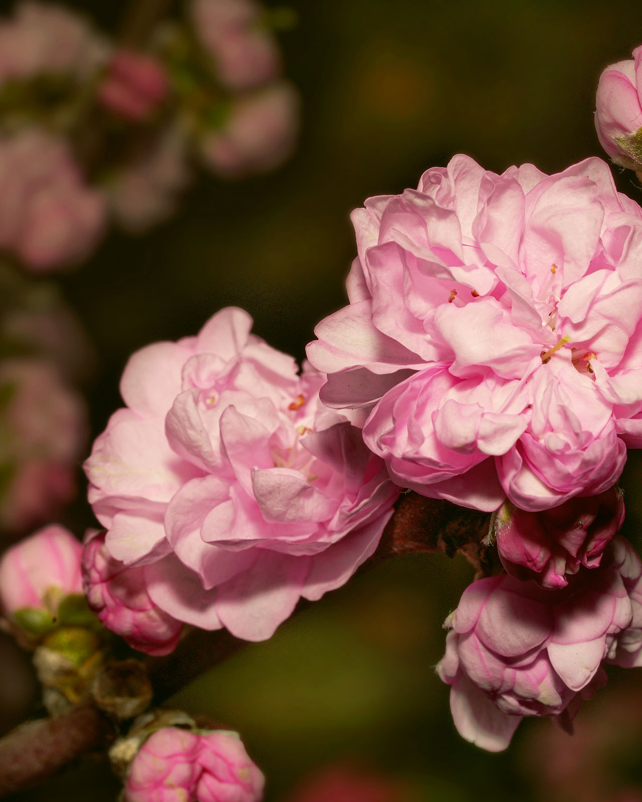Photo of fully bloomed Sato-zakura cherry blossoms.