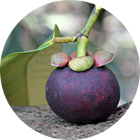 Radiant Cell UV Protective Series - Mangosteen Extract