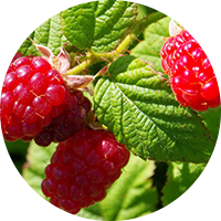 Radiant Cell UV Protective Series - Rubus Leaf Extract
