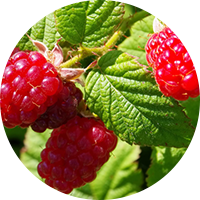 Radiant Cell UV Protective Series - Rubus Leaf Extract