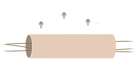 根據Synactif研究的示意圖，顯示受轉化生長因子-&beta;（TGF-&beta;）支持的健康完整淋巴管道，說明其為促進肌膚淨化與再生的關鍵。