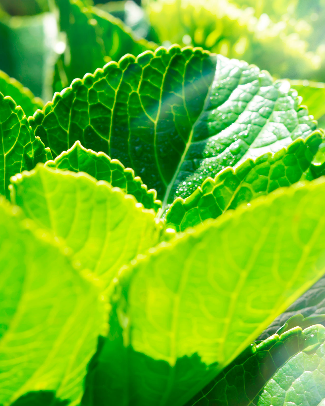 Photo of fresh Amacha leaves glistening in the sunlight, symbolizing naturally derived skincare ingredients.