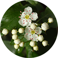 Radiant Cell UV Protective Series - Crataegus Monogyna Flower Extract