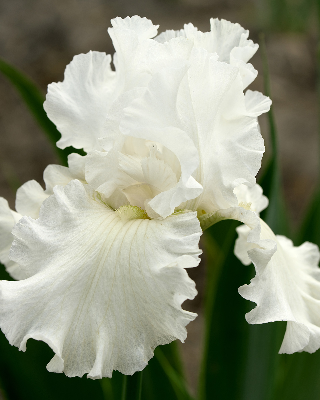 白色鳶尾花的特寫照。