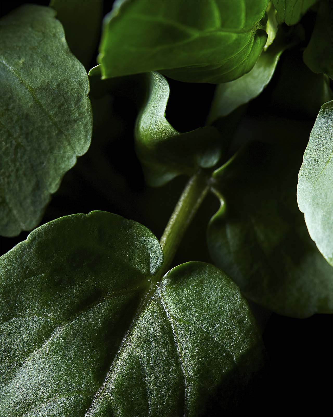 Photo of lush, deep green leaves in close-up against a dark background, highlighting the plant&rsquo;s healthy and vibrant appearance.