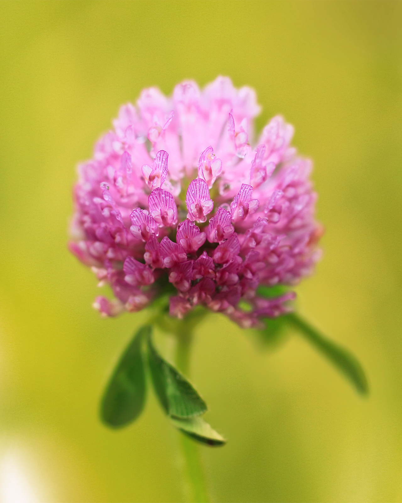 Photo of a pink Red Clover (Trifolium pratense) flower in full bloom against a soft, blurred yellow-green background.