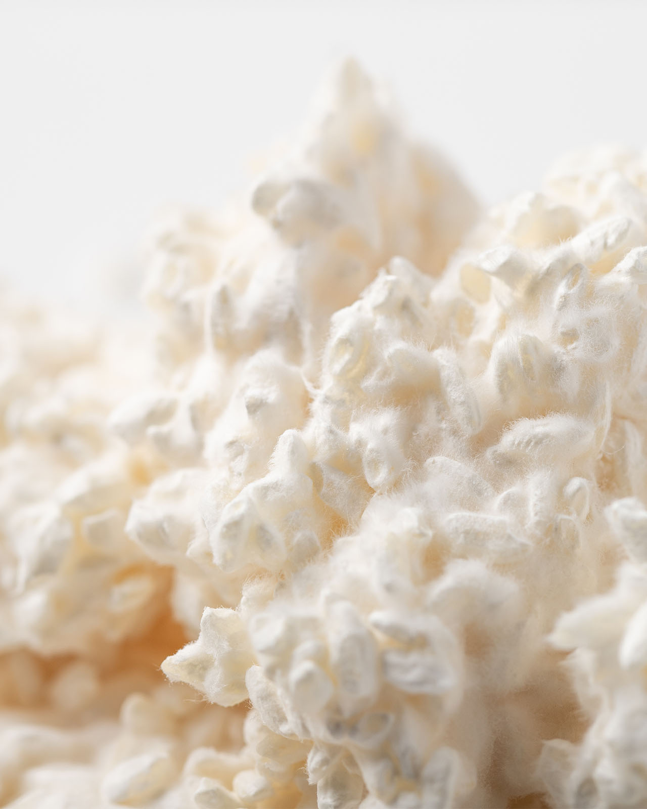 Photo of a close-up of white koji mold growing densely like fine cotton.