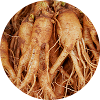 Radiant Cell UV Protective Series - Panax Ginseng Extract