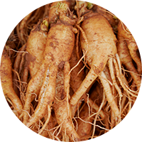 Radiant Cell UV Protective Series - Panax Ginseng Extract